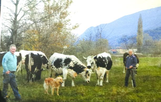 “Biondo”, l'Hachiko valsusino che cerca il padrone morto a Bussoleno