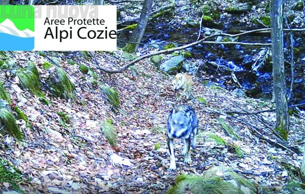 Fotografato il primo ibrido lupo-cane?