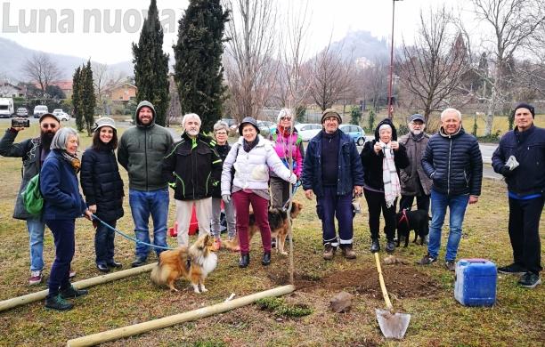 Avigliana, i nuovi alberelli illuminano la città