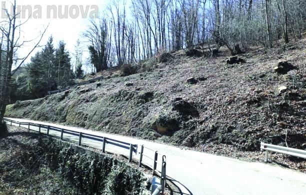 «Strage di alberi sulla strada per il Col del Lys: è uno scempio»