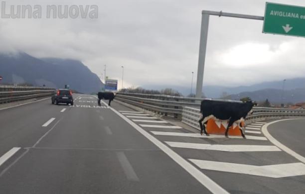 Avigliana, mucche a spasso in autostrada: lieve tamponamento