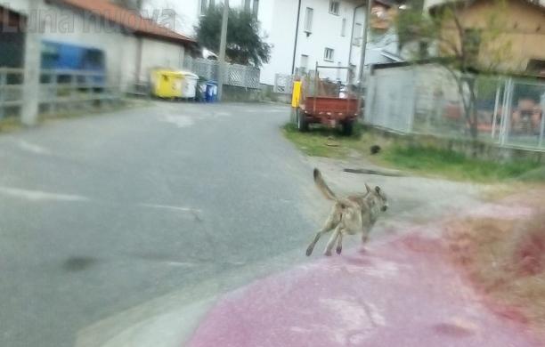 Strade deserte, un lupo a spasso per Venaus