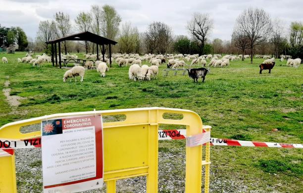 Rivalta, le pecore al parco fanno sorridere la rete