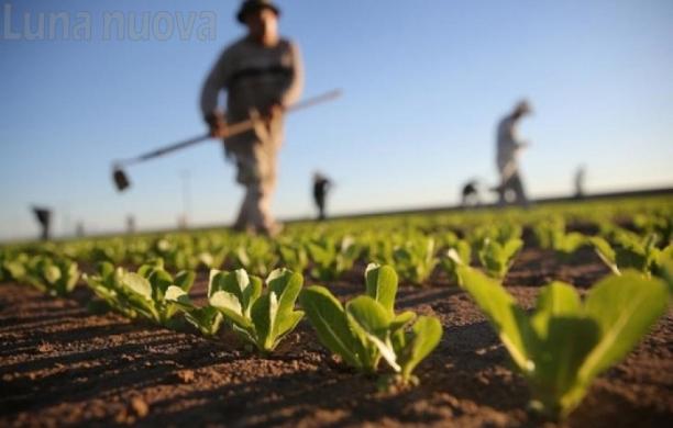 Piano Marshall per l’agricoltura: la Coldiretti chiede investimenti