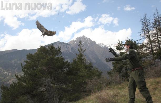 L'astore ferito ritorna a volare nei cieli di Oulx
