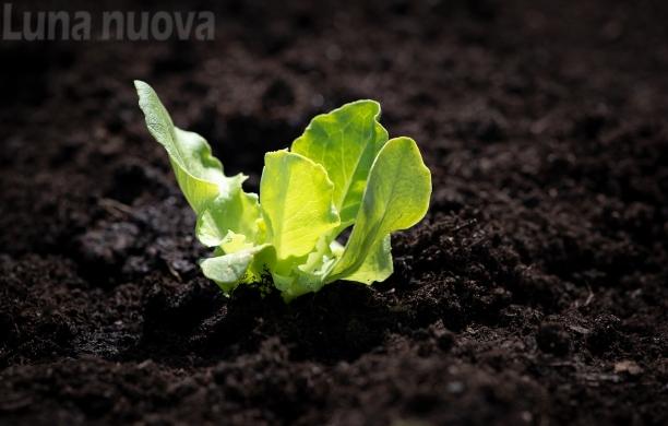 Villardora: gli "orti sociali" come ricetta contro la crisi