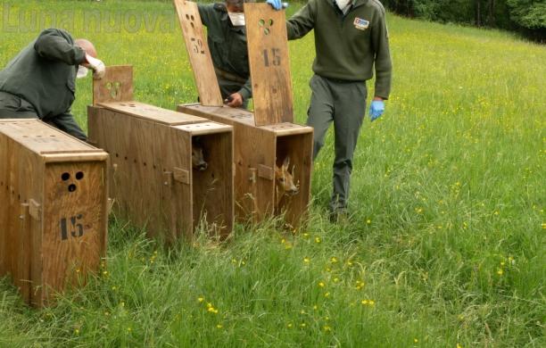 Città metropolitana: iniziate le liberazioni in natura dei caprioli