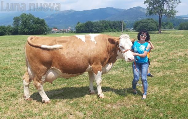 Caselette: la Pezzata Rossa in video-show