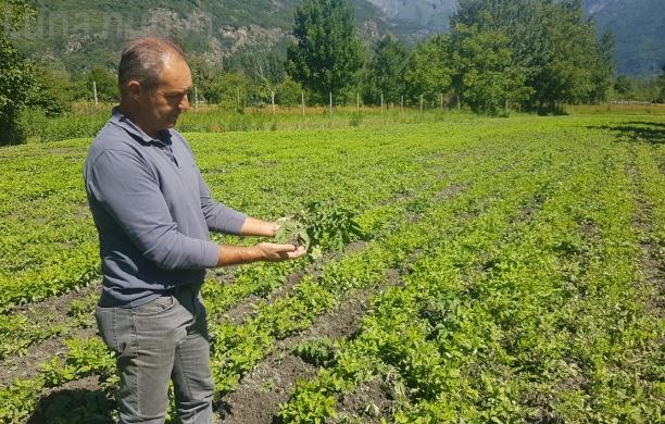 Venaus è assediata dai cinghiali, strage nei campi di patate