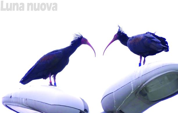 A Collegno si rivede l’ibis eremita: quattro esemplari in città