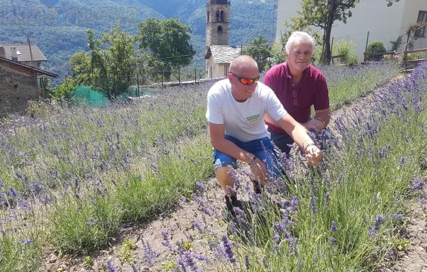 Lavanda: alle Ramats sboccia un futuro tutto viola
