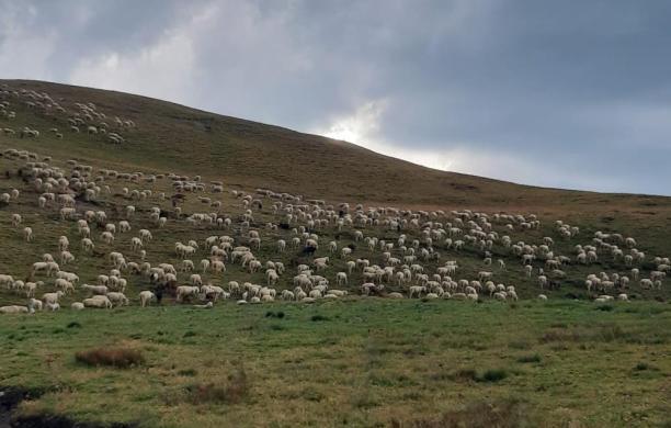 15 agnelli uccisi durante la notte, ma forse stavolta non è il lupo