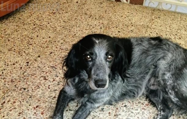S.Ambrogio, Albertino disperso ai piedi della Sacra: «Aiutateci a ritrovarlo»