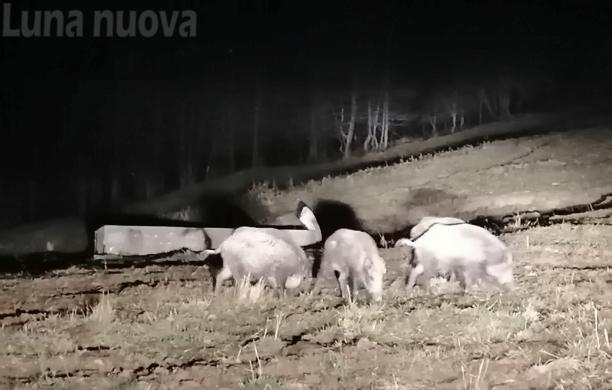 Troppi cinghiali sul Rocciamelone, saranno abbattuti