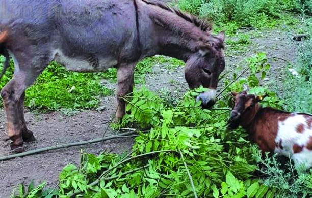Chianocco, la capra Camilla è scomparsa da Pavaglione
