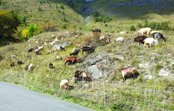 Alpi Cozie: la nuova sfida del Parco tra progetti e ‘grana’ lupo