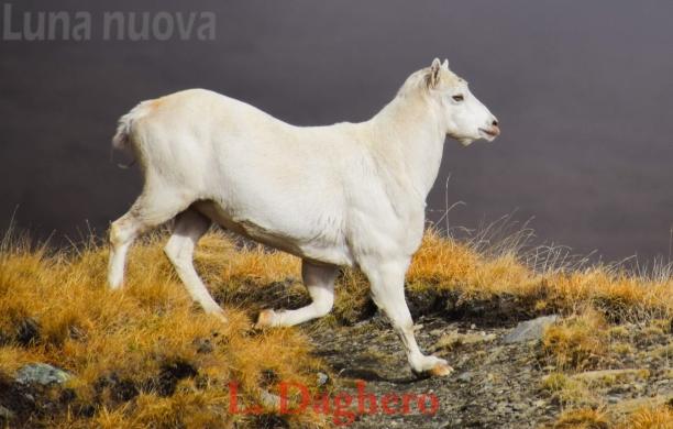 Stambecco bianco e senza corna, sorpresa naturalistica