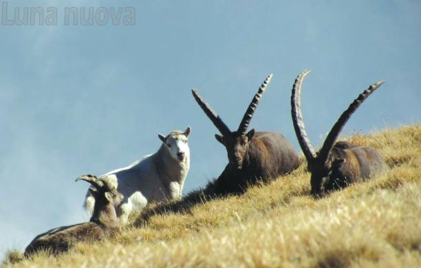 Spuntano altre foto dello stambecco bianco e senza corna