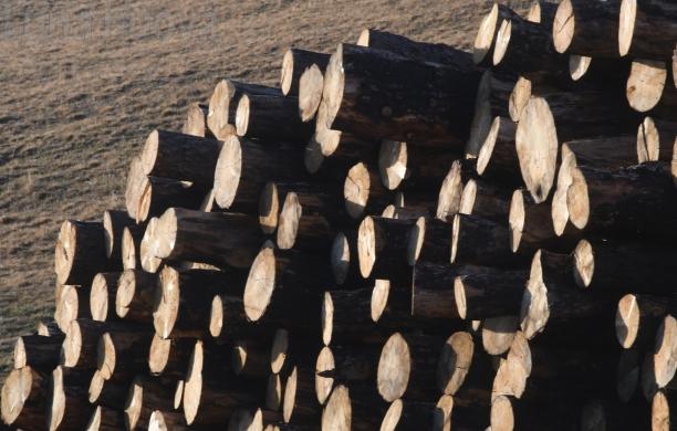 Un premio nazionale per le foreste valsusine