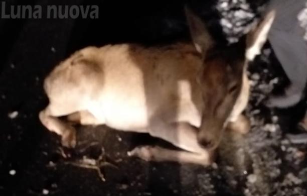 ‘Scontro ravvicinato’ con una cerva: lei se la cava, danni all’auto