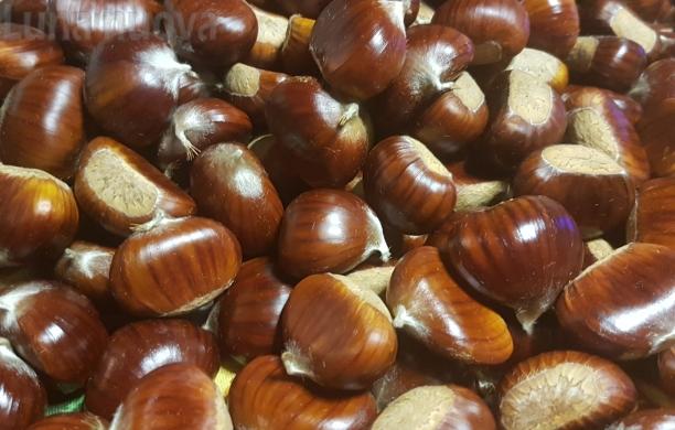 Castanicoltura in val Susa: il volume on-line sul sito dell'Unione montana