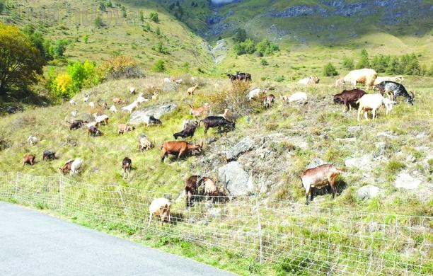 Il progetto WolfAlps nel mirino di Mauro Deidier