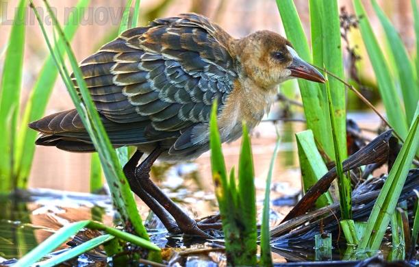 Il pollo sultano di Allen fotografato da Claudio Servalli 