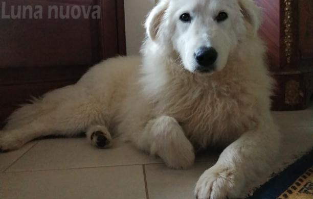 Reano, tre cani avvelenati in una notte