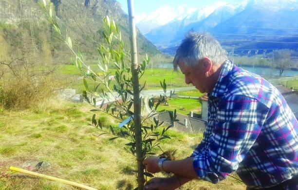 Venaus, ecco i primi olivi sui terrazzamenti del Parore