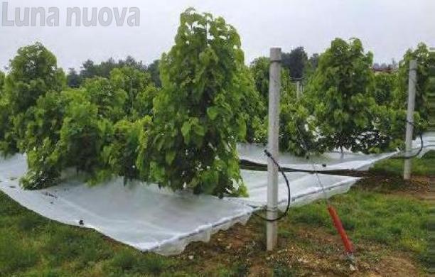 Grugliasco, agraria e veterinaria rilanciano il Gelso