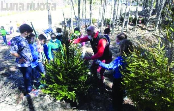 Bardonecchia, gli alberi di Natale ripiantati al Pian del Colle