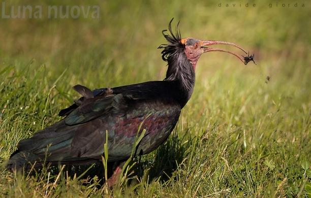 L’Ibis Eremita fa una sosta in bassa valle di Susa