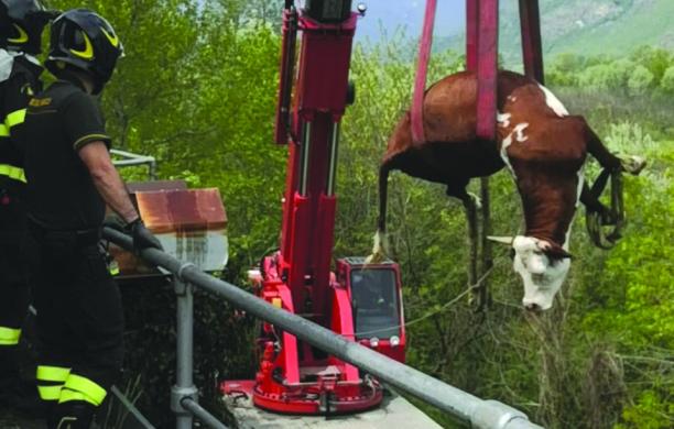 Susa: mucca cade e muore nel canale della centrale di Coldimosso