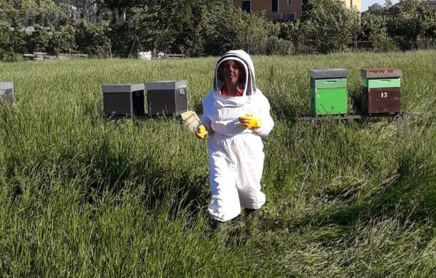 Grugliasco, le api volano fino all'università