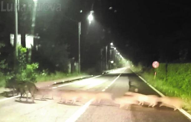 Allarme cinghiali a Villardora: campi devastati, sale la protesta