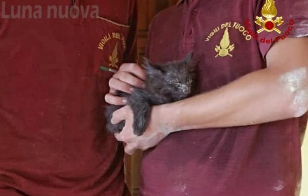 Almese: gattino bloccato nella canna fumaria, salvato dai pompieri