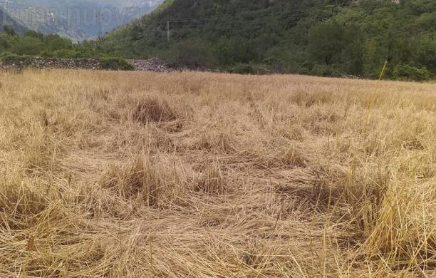 Raid di cinghiali nel campo di grano, azzerato il raccolto