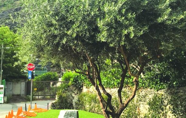 Susa, un giardino e una statua per S.Francesco di Paola