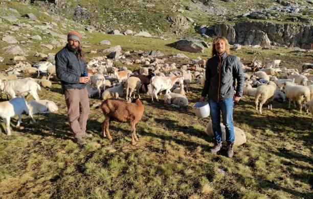 Due mesi in tenda per difendere il gregge dai lupi