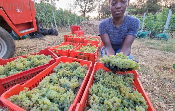 Vendemmia all'alba: lo chardonnay sarà spumante nel 2025