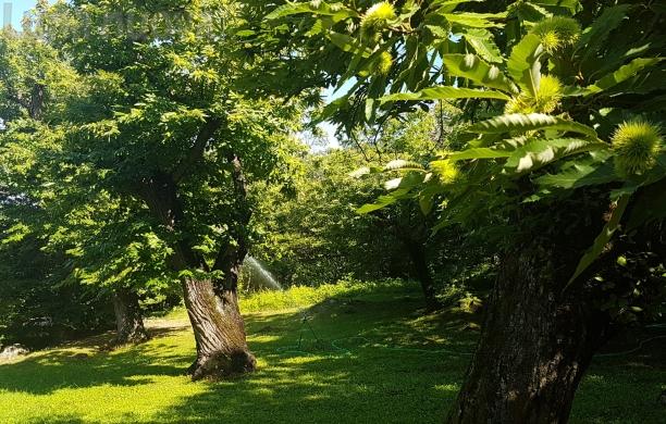 L'Unione montana rilancia il banco per la castanicoltura in bassa valle di Susa