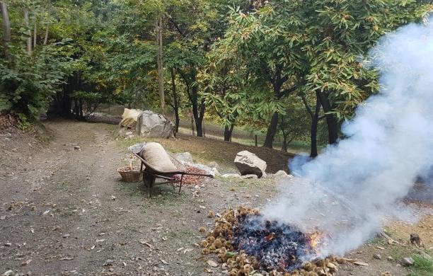 Abbruciamenti, nuovi alleati per il castagno