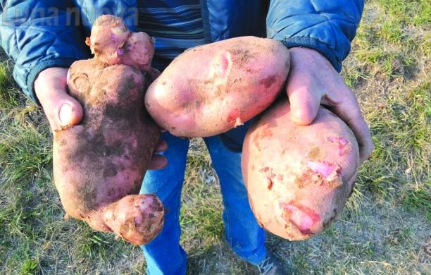 Bussoleno, la montagna regala le super patate