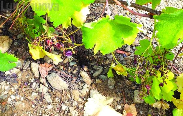Cannoni vietati, vendemmia persa alla Ramats