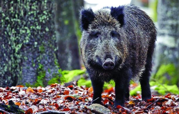 Caccia al cinghiale aperta tutto gennaio