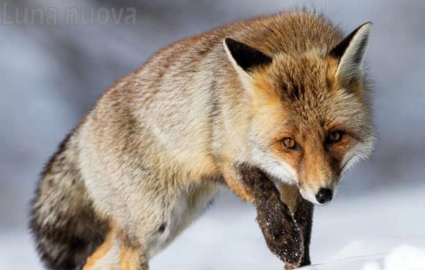 Sangano, l’amore per la natura in un click