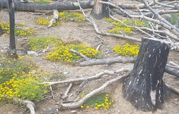 Nasce la Comunità custode della biodiversità sul Rocciamelone