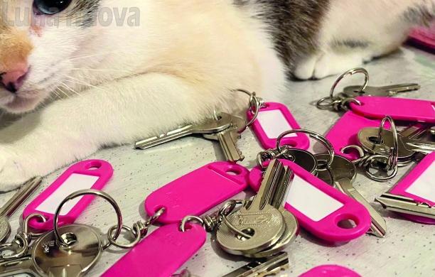 Firmato l'atto, i gatti Ciaparat hanno trovato casa a Susa