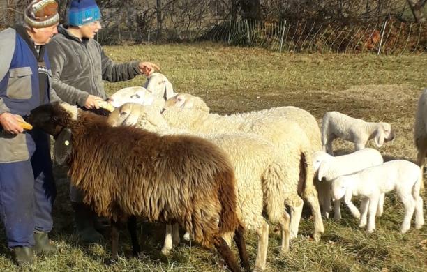 Giaveno, un agnello ucciso e due pecore ferite dal cane ‘libero’