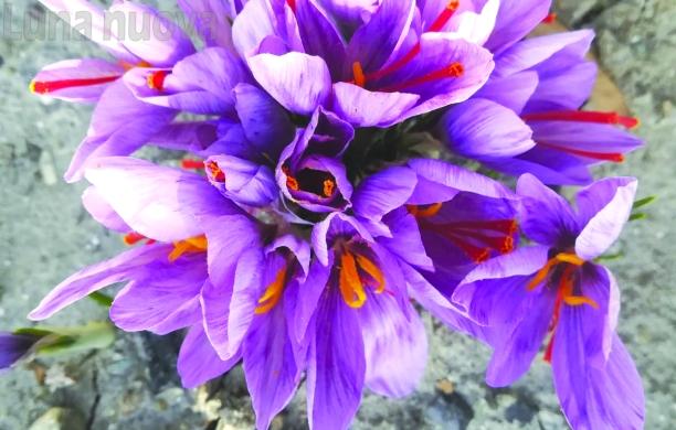 Pierluigi e Camilla, la prima volta dello zafferano in val Cenischia